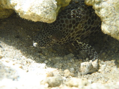 Epinephelus merra