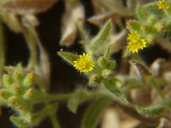 Nanothamnus sericeus