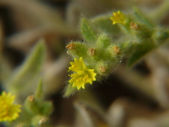 Nanothamnus sericeus