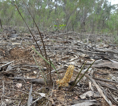 Lomandra multiflora multiflora