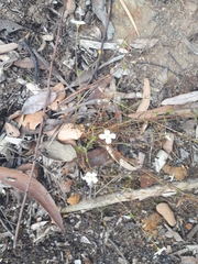 Mitrasacme polymorpha