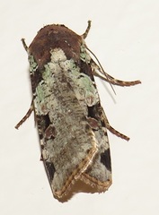 Mentaxya ignicollis