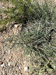 Ephedra antisyphilitica