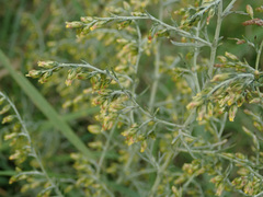 Artemisia santonicum