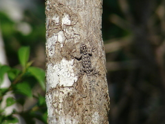 Sceloporus lundelli