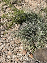 Ephedra antisyphilitica