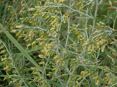 Artemisia santonicum