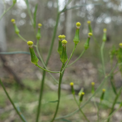 Senecio phelleus