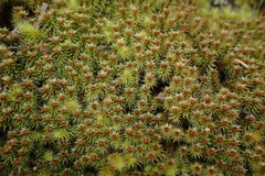 Rosulabryum