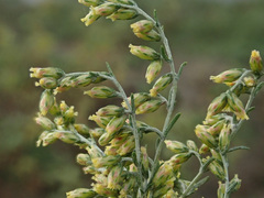 Artemisia santonicum