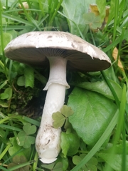 Agaricus bisporus