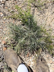 Ephedra antisyphilitica