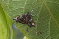 Chrysothyridia triangulifera