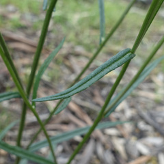 Senecio phelleus