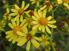Jacobaea grandidentata