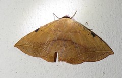 Hypopyra capensis