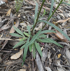 Senecio phelleus