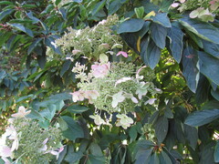 Hydrangea paniculata