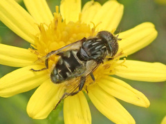 Eristalinus sepulchralis