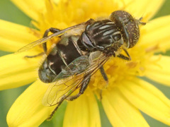Eristalinus sepulchralis