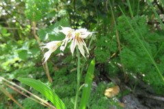 Melasphaerula graminea