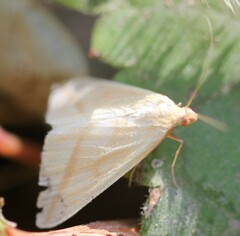 Rhodometra sacraria