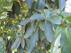 Hydrangea paniculata
