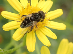Eristalinus sepulchralis