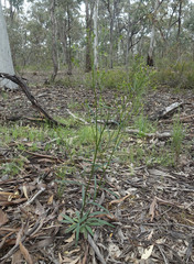 Senecio phelleus