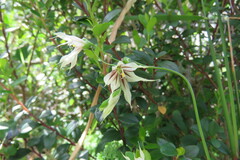 Melasphaerula graminea