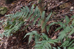 Dryopteris erythrosora