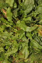 Beta vulgaris