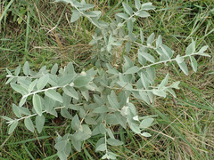 Elaeagnus angustifolia