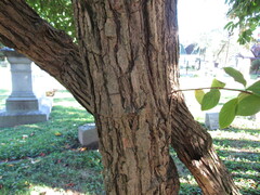 Hydrangea paniculata