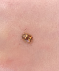 Paropsisterna nobilitata