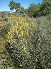 Anthyllis cytisoides