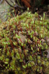 Rosulabryum