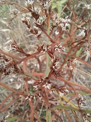 Goniolimon tataricum