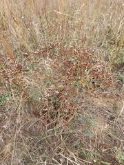 Goniolimon tataricum