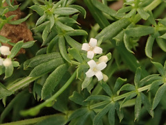 Galium humifusum