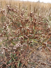 Goniolimon tataricum