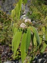 Callicarpa pilosissima