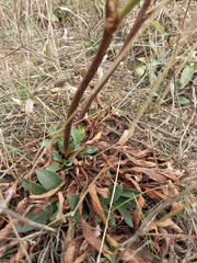 Goniolimon tataricum