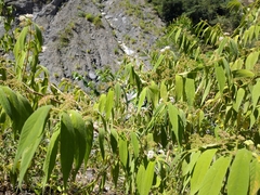 Callicarpa pilosissima