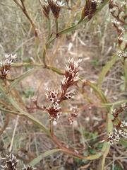 Goniolimon tataricum