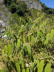 Callicarpa pilosissima
