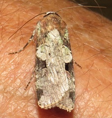 Mentaxya ignicollis