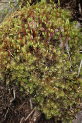 Rosulabryum