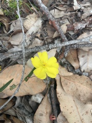 Hibbertia cunninghamii