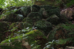 Lemmaphyllum microphyllum